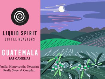 GUATEMALA Las Camelias </br><b> Vanilla/ Honeysuckle  Nectarine/ Sweet  Complex</b>