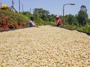Ethiopia Gotiti </br><b> Peach/ Almond/ Floral / Complex </b>