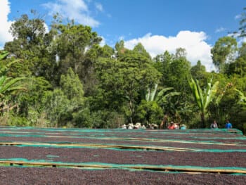 Ethiopia Tadese Teko </br><b> Panela / Jasmin/ Berry  Bright </b>